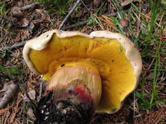 Caloboletus frustosus