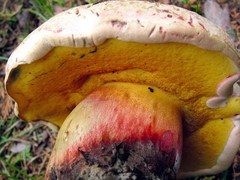 Caloboletus frustosus