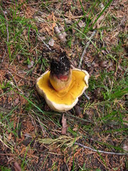 Caloboletus frustosus