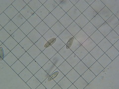 Caloboletus frustosus