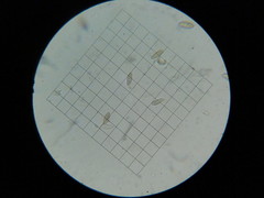 Caloboletus frustosus