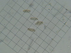 Caloboletus frustosus