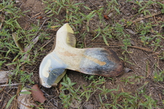 Caloboletus frustosus