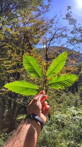 Chestnut-Leaved Oak (Quercus castaneifolia)