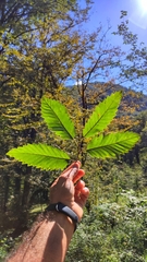 (c) Emad Tahaei, some rights reserved (CC BY) Quercus castaneifolia, photograph (c) Emad Tahaei, some rights reserved (CC BY)