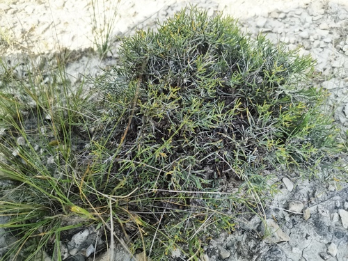 Convolvulus tragacanthoides