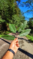 (c) Emad Tahaei, some rights reserved (CC BY) Quercus castaneifolia, photograph (c) Emad Tahaei, some rights reserved (CC BY)