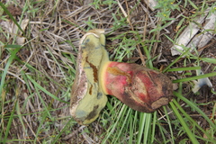 Caloboletus frustosus