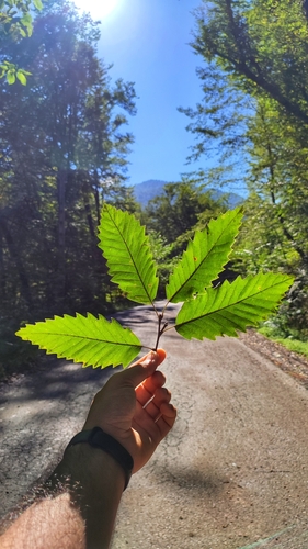 Quercus castaneifolia, photograph 4