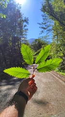 (c) Emad Tahaei, some rights reserved (CC BY) Quercus castaneifolia, photograph (c) Emad Tahaei, some rights reserved (CC BY)