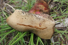 Caloboletus frustosus