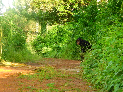 West African Chimpanzee