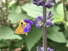 Hylephila phyleus
