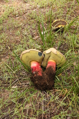 Caloboletus frustosus