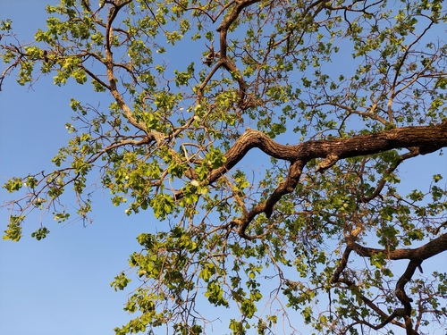 Cocky Apple Tree – A Real NT Bird Magnet