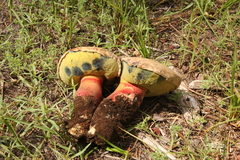 Caloboletus frustosus