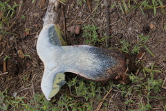 Caloboletus frustosus