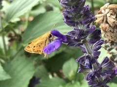 Hylephila phyleus