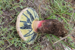 Caloboletus frustosus