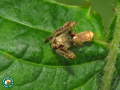 Wagneriana