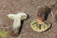 Caloboletus frustosus