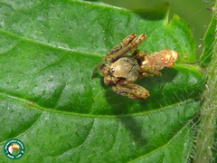Wagneriana