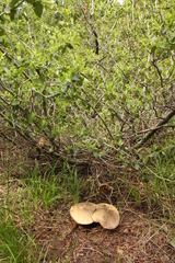 Caloboletus frustosus