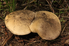 Caloboletus frustosus