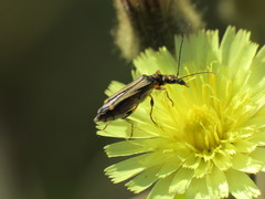 Oedemera barbara