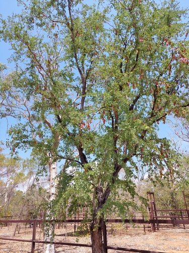 Jigal Tree