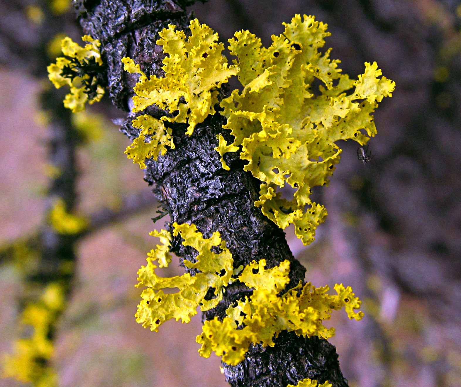 Vulpicida canadensis image