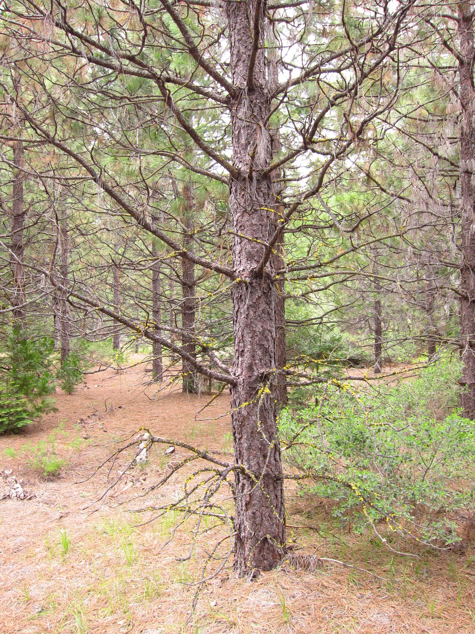Vulpicida canadensis image