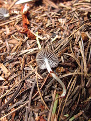 Leucoinocybe