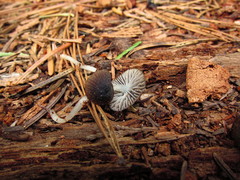 Leucoinocybe