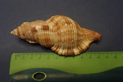 Monoplex pilearis