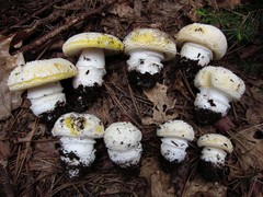 Amanita aprica image