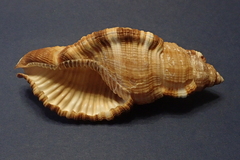 Monoplex pilearis
