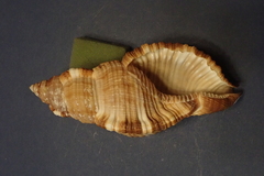 Monoplex pilearis