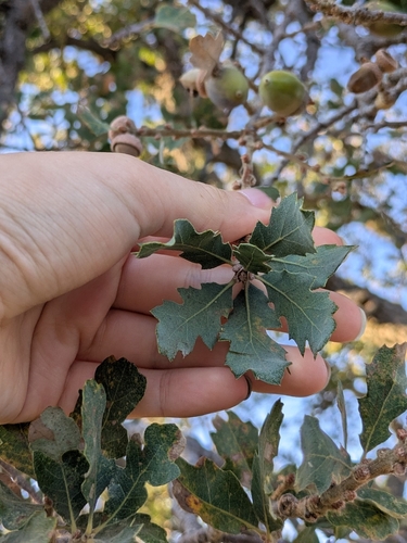 Hybrid oak (Quercus × eplingii)