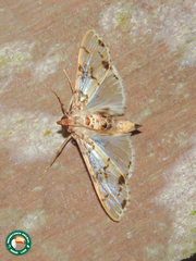 Azochis