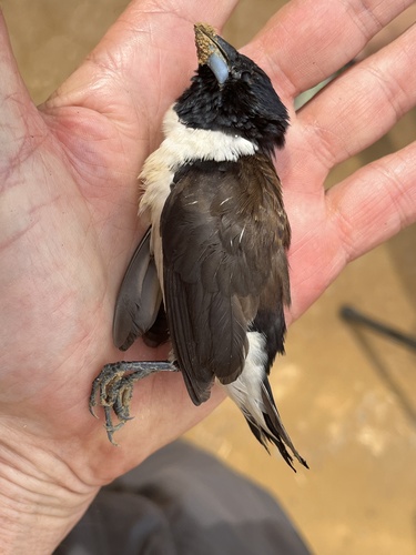 Magpie Mannikin