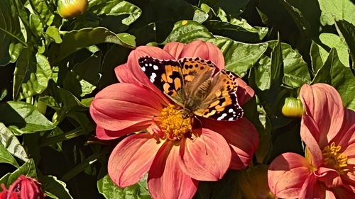 Painted Lady