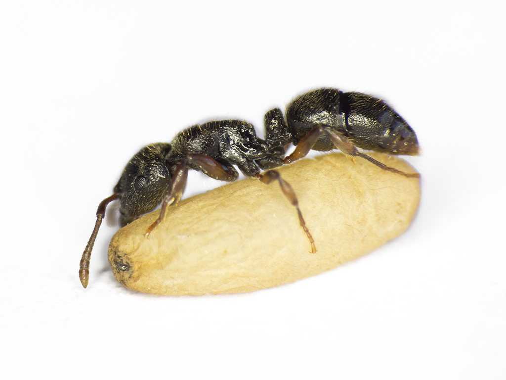 Heteroponera carinifrons