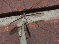Tipula sayi