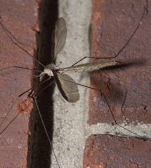 Tipula sayi