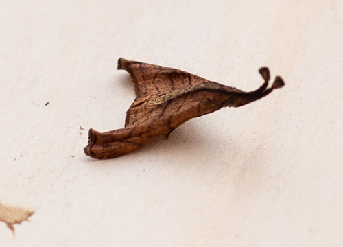 Palthis submarginata