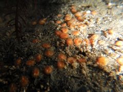 Metandrocarpa taylori