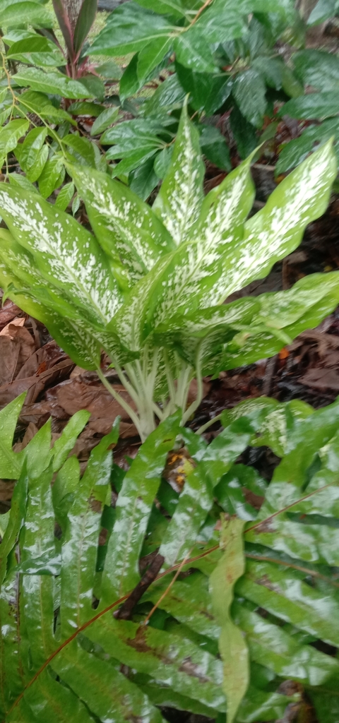 Dieffenbachia (Dumb Cane)