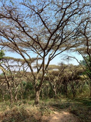 Flat top acacia (Vachellia abyssinica)