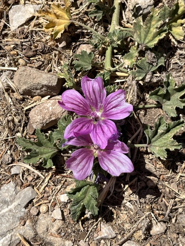 Common Mallow